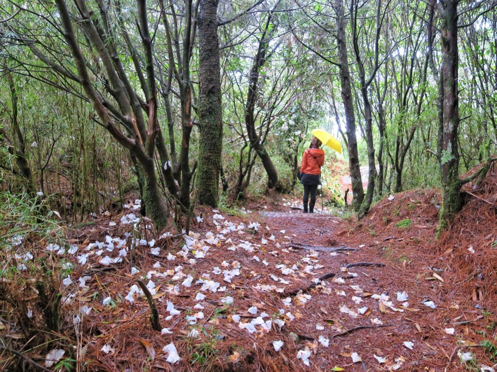 玉山主峰 四月雪 東埔山 杜鵑綻放_1663072