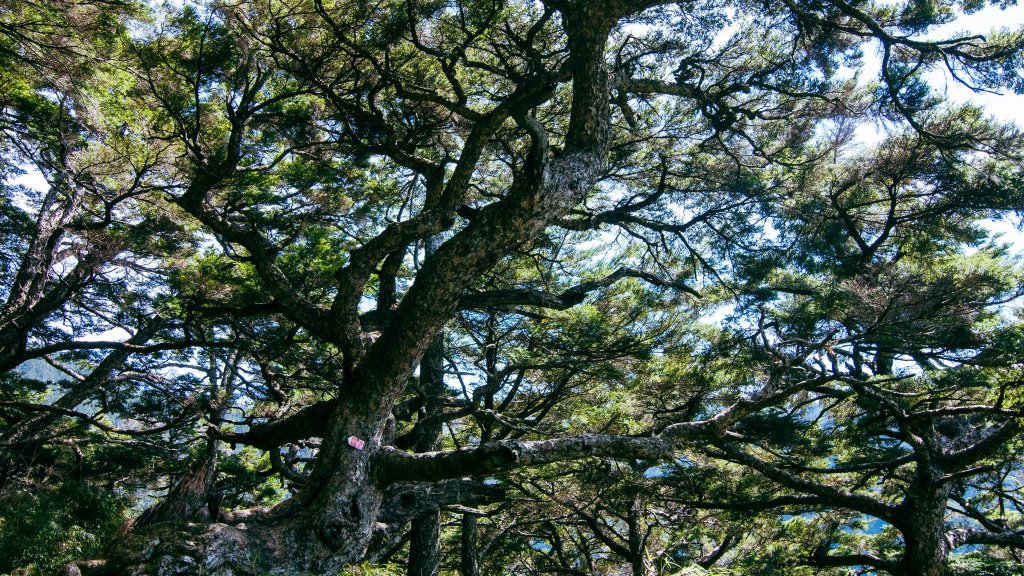 玉山主西_1895810