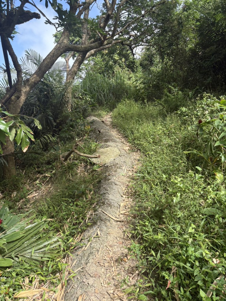 南化龍湖寺至紫竹寺O繞(石松子山.大竹崙山.竹子尖山)_2925100