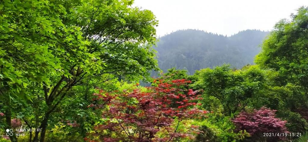 金柑樹山、杉林溪-看巨木、看竹林，賞牡丹_1356172