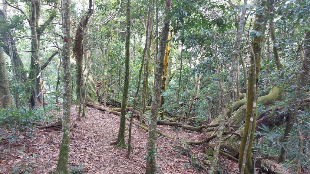 大克山砲台古道南稜線初訪_1767256