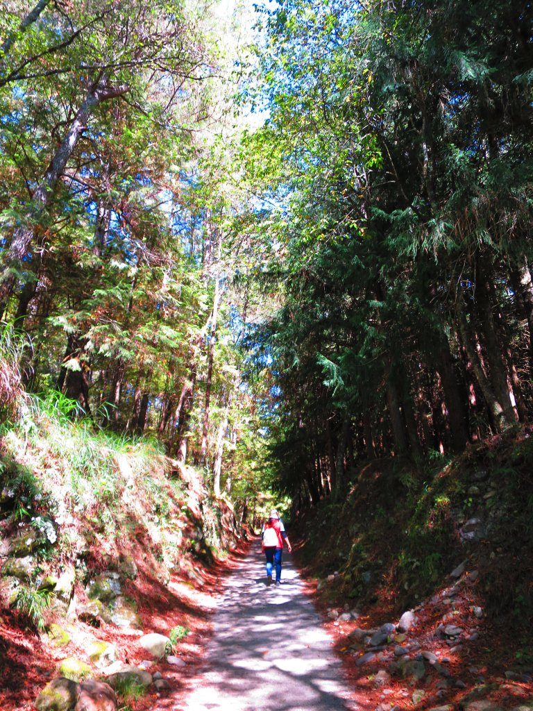 如童話般的森林步道-武陵桃山瀑布步道_1190732