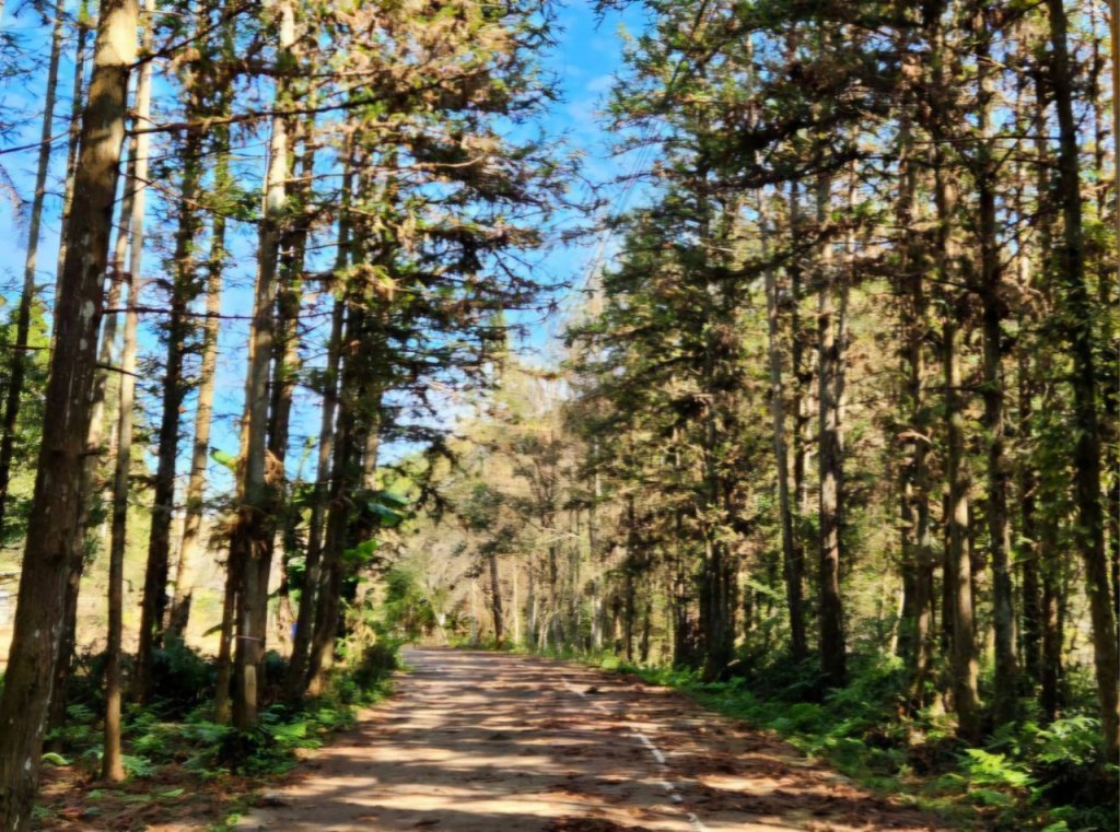 【中級山縱走 】向天湖山，三角湖山，光天高山_2742248