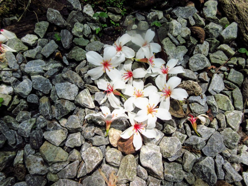 碧溪步道桐花、鯉魚山健行_395483