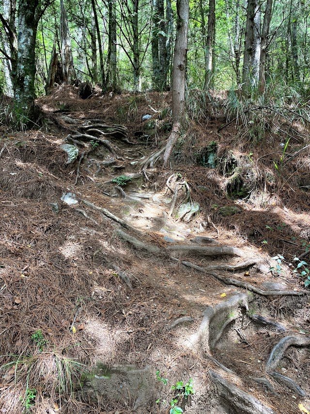 1090815_宸宸桃山瀑布、池有山步道_1104042