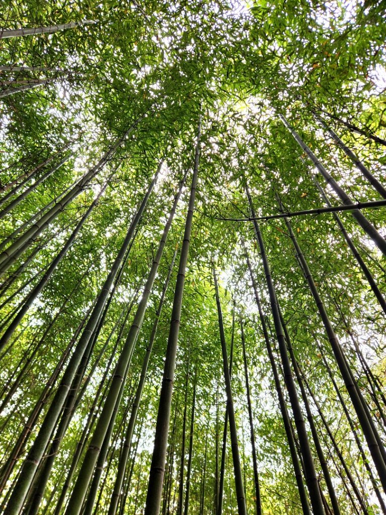 【中級山縱走】魯壁山，東穗山，大島田山，宇老觀景台_2771696