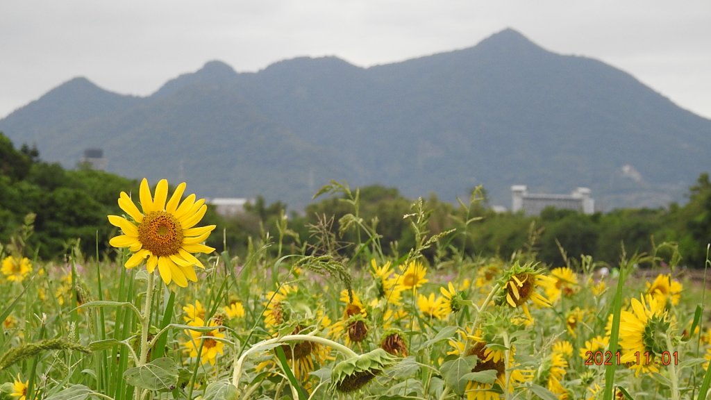 追花是簡單的快樂，賞花是恬淡的幸福。_1500776