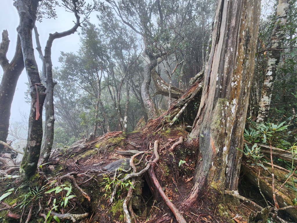20250112貴妃山那結山外鳥嘴山蓮包山O型_2727133
