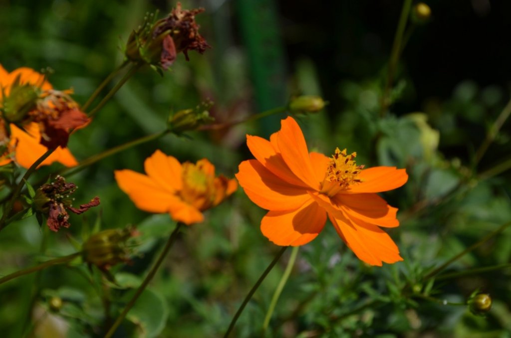 南縱走（象山、拇指山、南港山）_445687