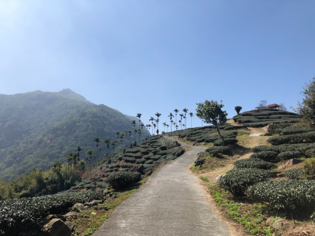 雲林縣古坑鄉樟湖生態國中小學、後棟仔山_1270532