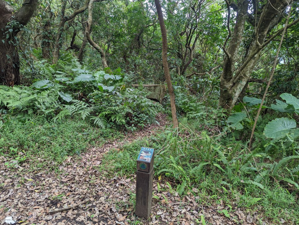 紗帽山步道探訪歷史遺跡、賞芒花_1510060