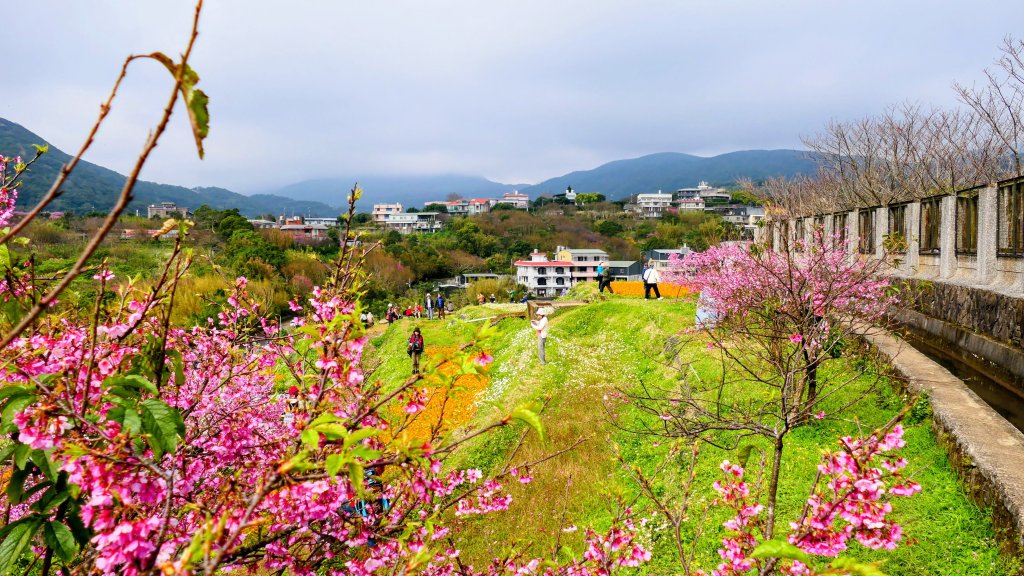 鵝尾梯田櫻花巷封面圖