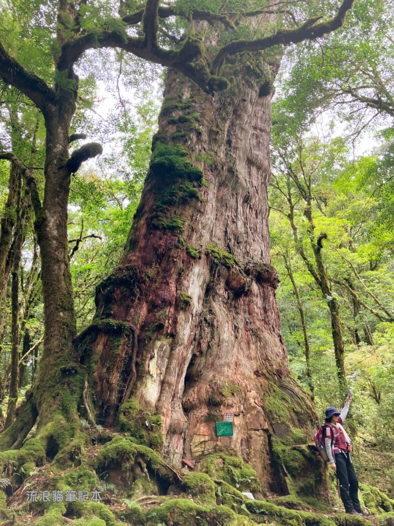 【佐米縱走】走進迷霧森林尋找千歲神木，參加一場巨木群的盛宴封面圖