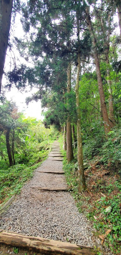 2024-05-19溪頭自然教育園區_2507989