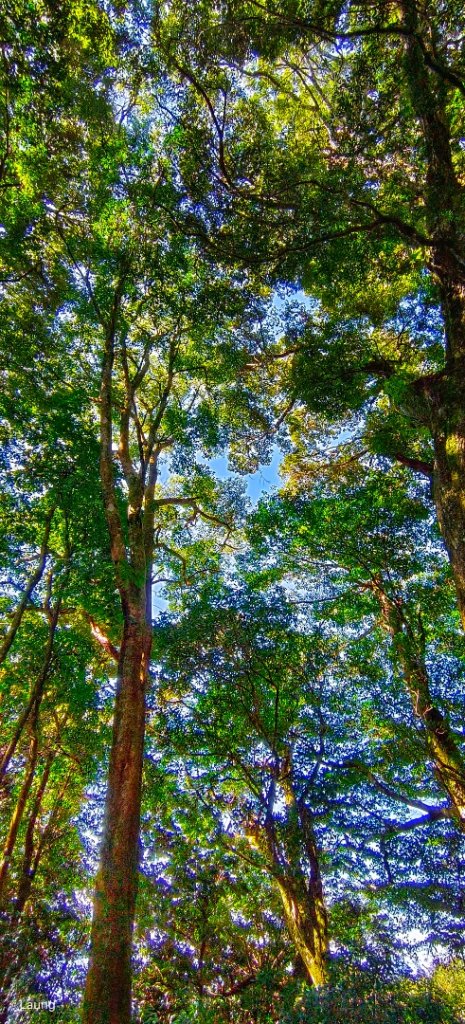 111.12.18 虎山-加里山-虎山（虎加虎縱走）_1959002