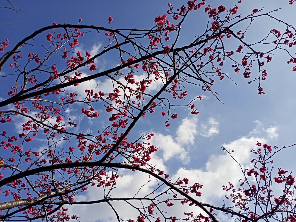 自由廣場、國家戲劇院、國家音樂廳、中正紀念堂賞櫻及尋寶趣【齊心鞋力尋寶去】_2038815