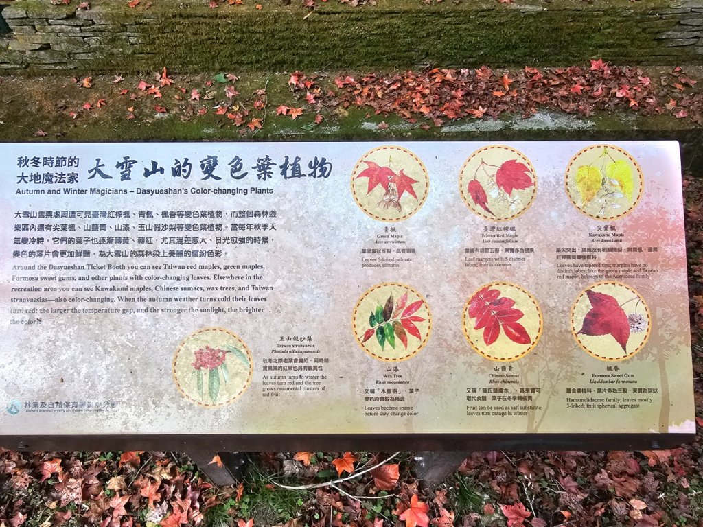 大雪山森林遊樂區森林浴步道_2966007