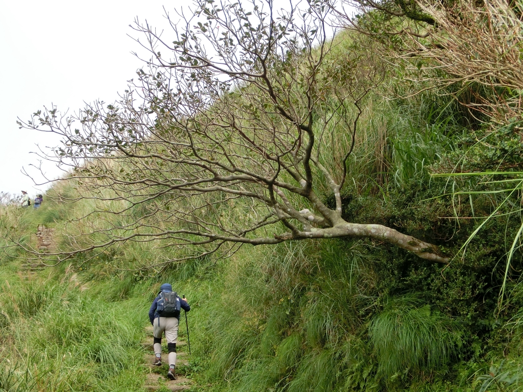 大屯坪．大屯山主峰_94903
