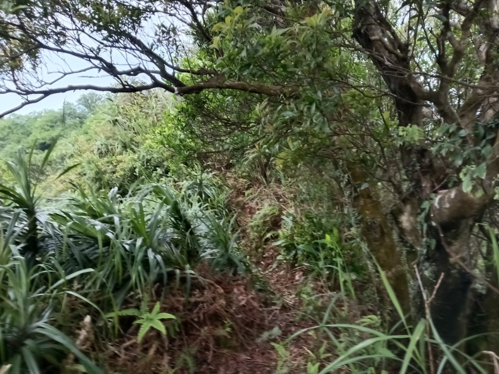 瑞芳區八分寮頂砲台+八分寮頂山+八分寮古道O型_2772413