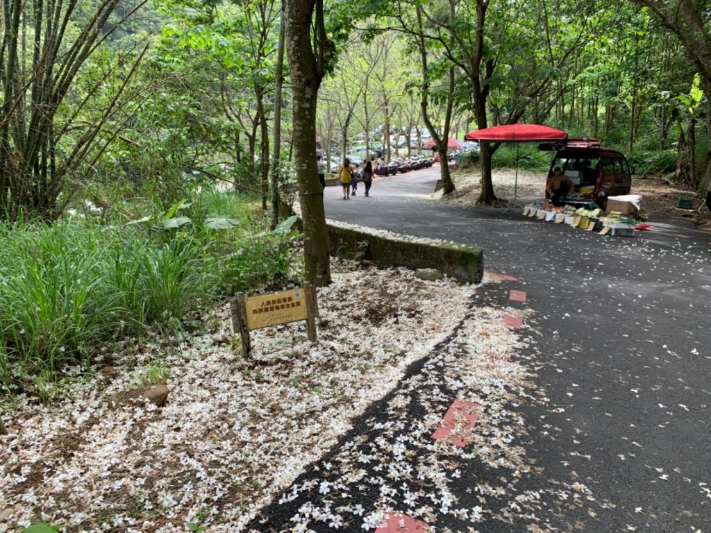 四月雪～桐花盛開～藤山步道_566659