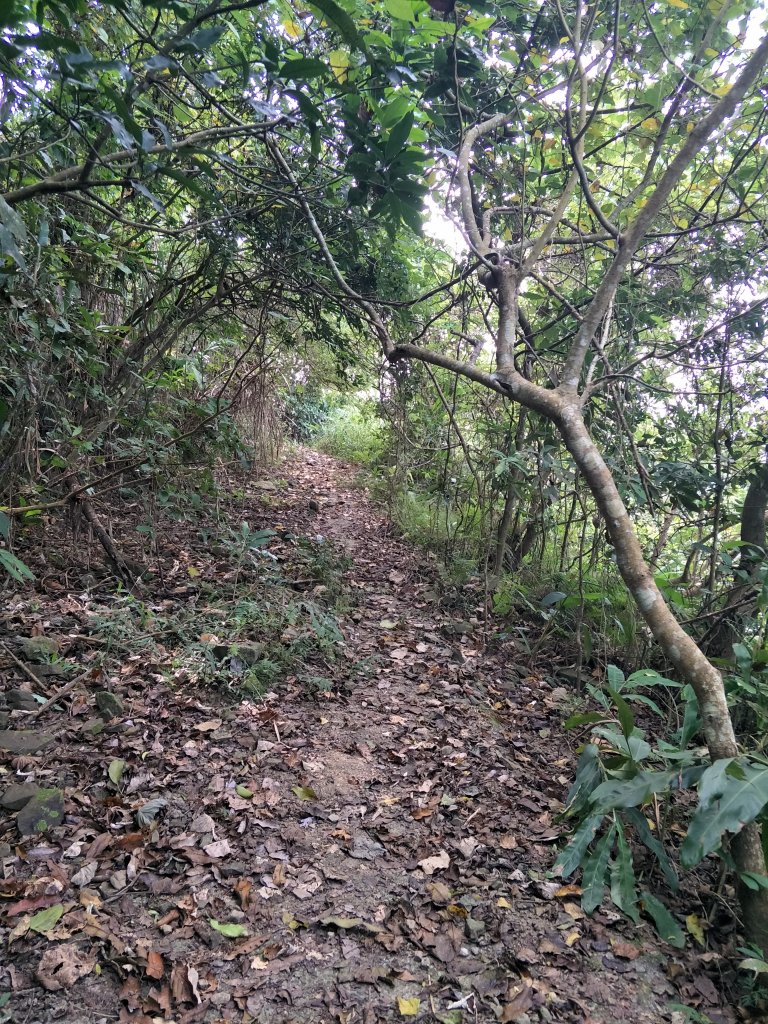 2019 10 29 三腳南山登山步道_717719