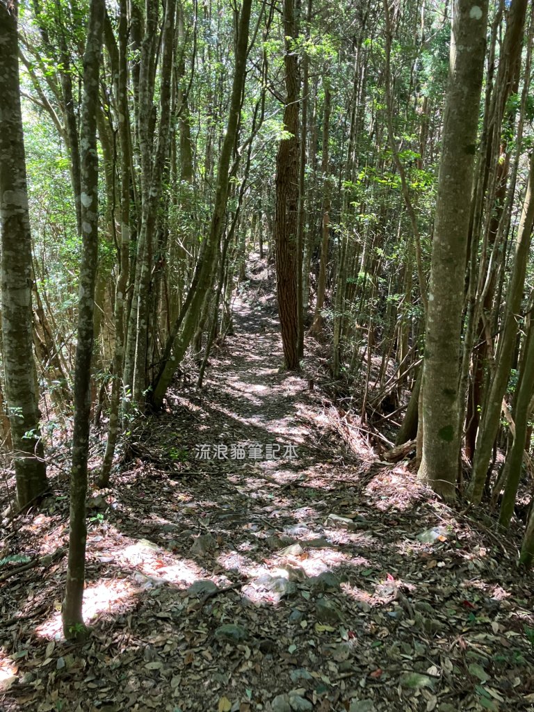 【谷關七雄】八仙山主峰步道_2894867