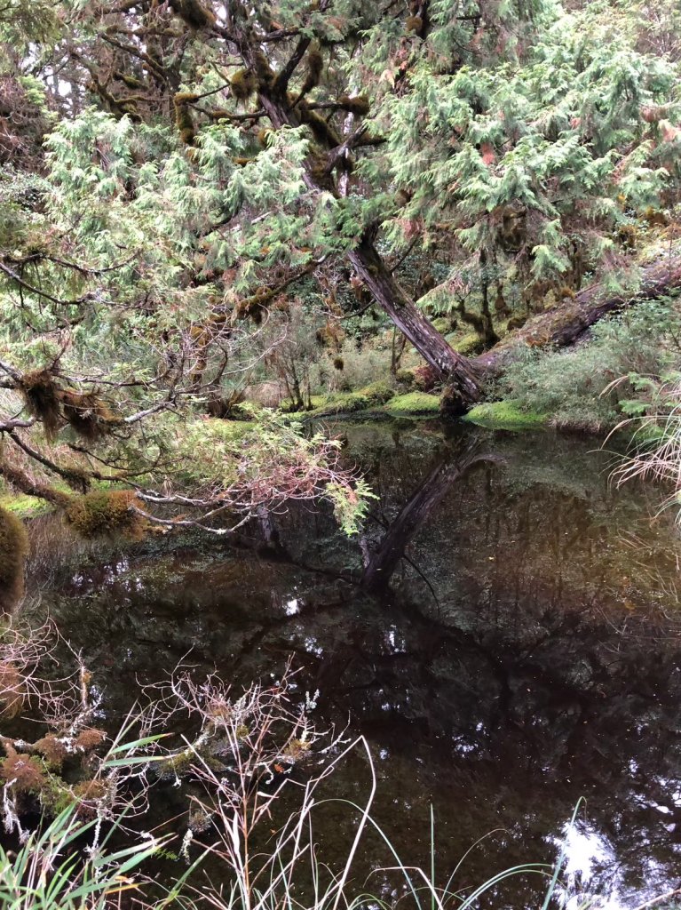三星山+三星池+望洋山+太平山山毛櫸_2432892