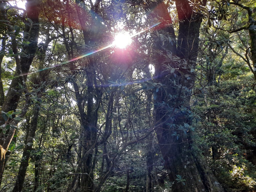 加里山 杜鵑嶺 鐵道 大O型 大坪上_1053387