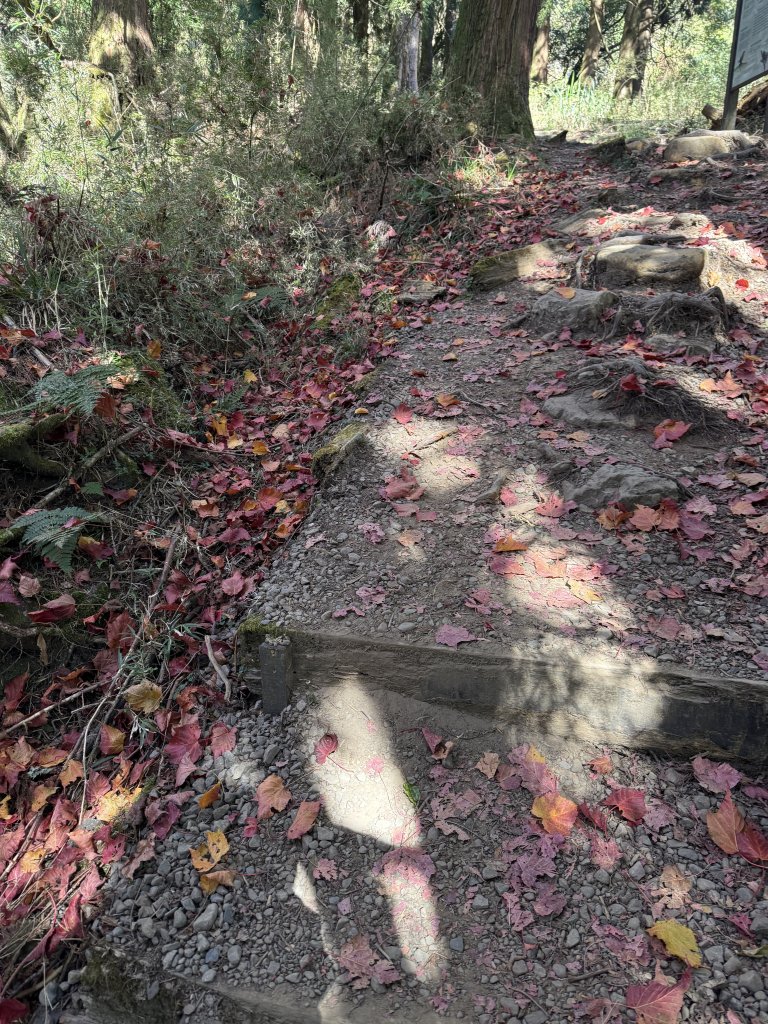 1141215大塔山步道_2996122