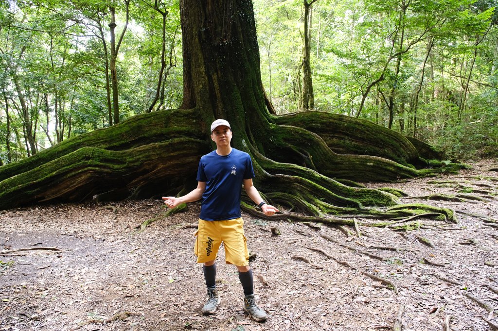 雪見大板根_2924683