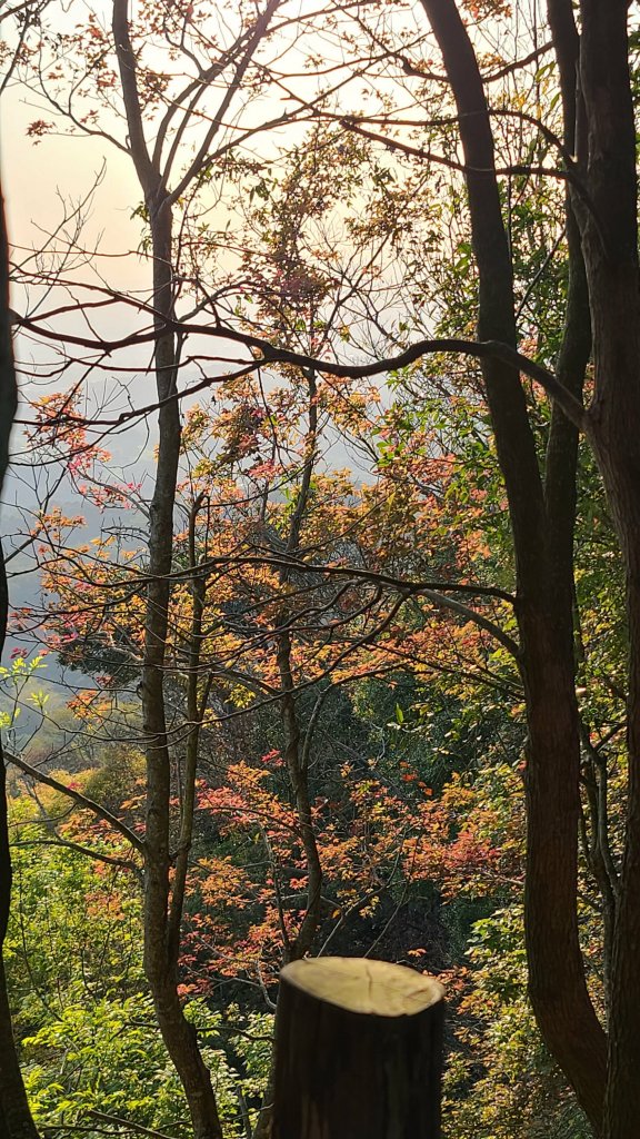 2022-0311 大坑4號步道往返_1637242