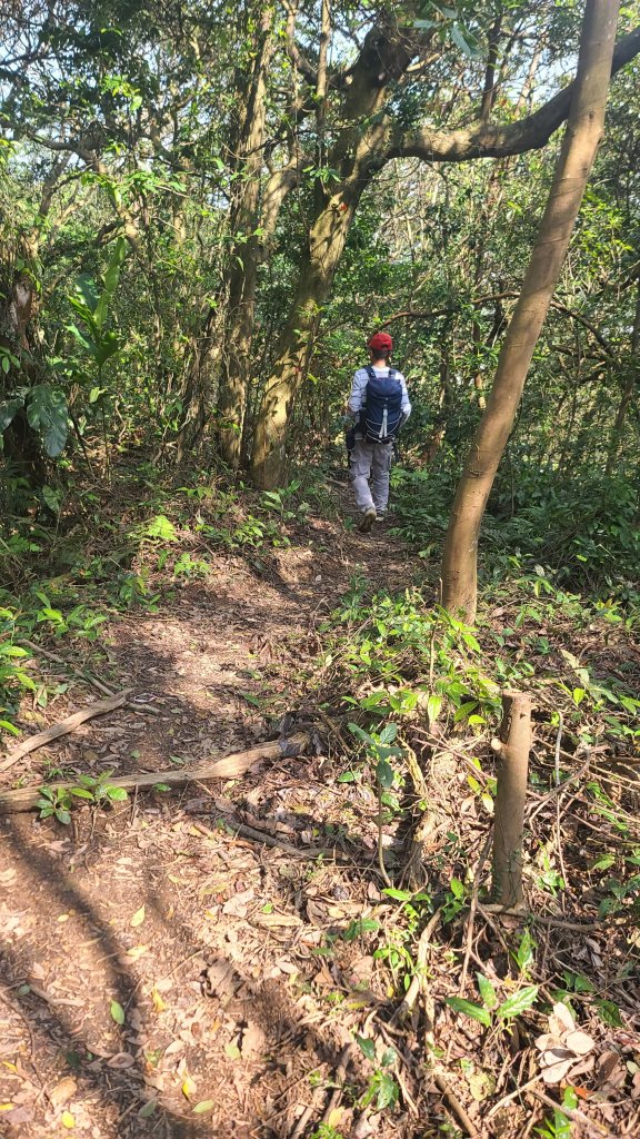 2025-0204 鶯歌_大凍山_三角埔頂山_迴龍_2707905