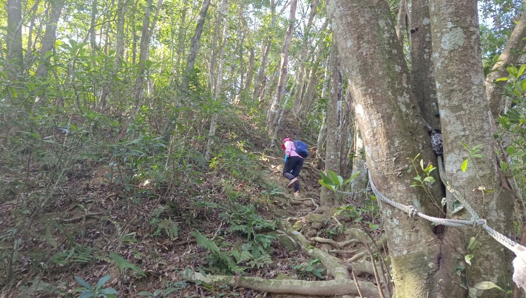 (姨婆趴趴走)第四十六集:新竹關西赤柯山及南峰、東西獅頭山、馬福山環狀縱走_2685735