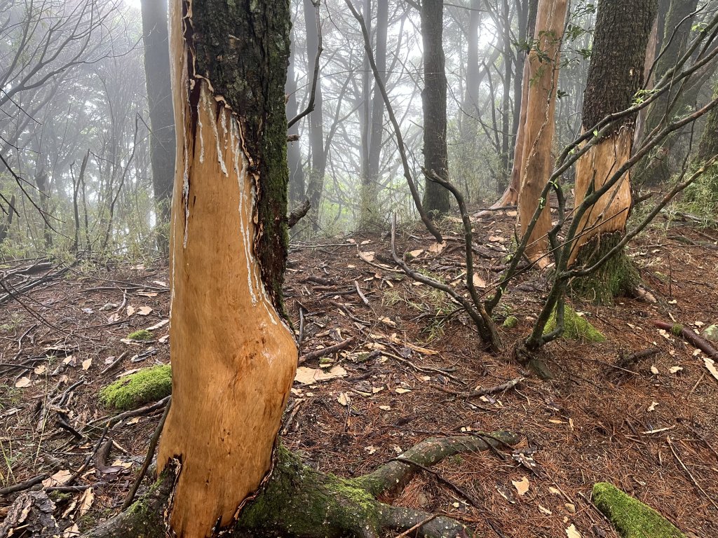 鹿林山-鹿林前山-真鹿林山-石水山-石水山基點峰 2025.5.25_2798425