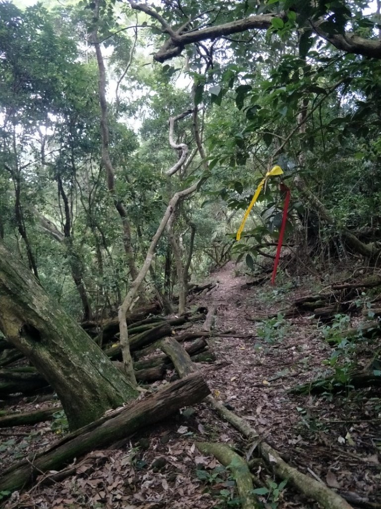 劍文山、獅額山、坪頂山步道_1452481