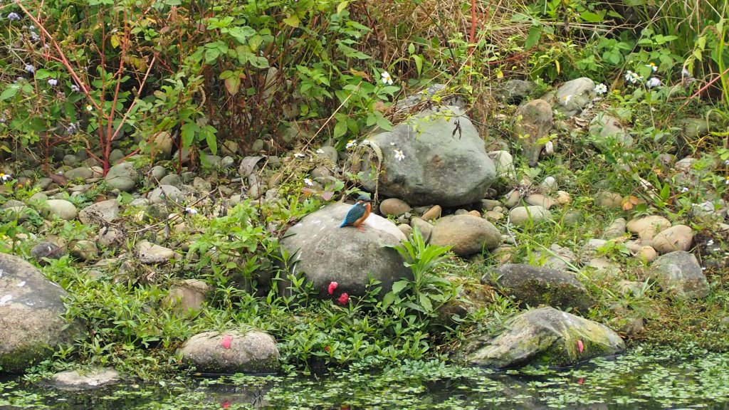 《南投》河岸賞鳥｜竹山下坪步道及自然教育園區O繞20230225_2042216