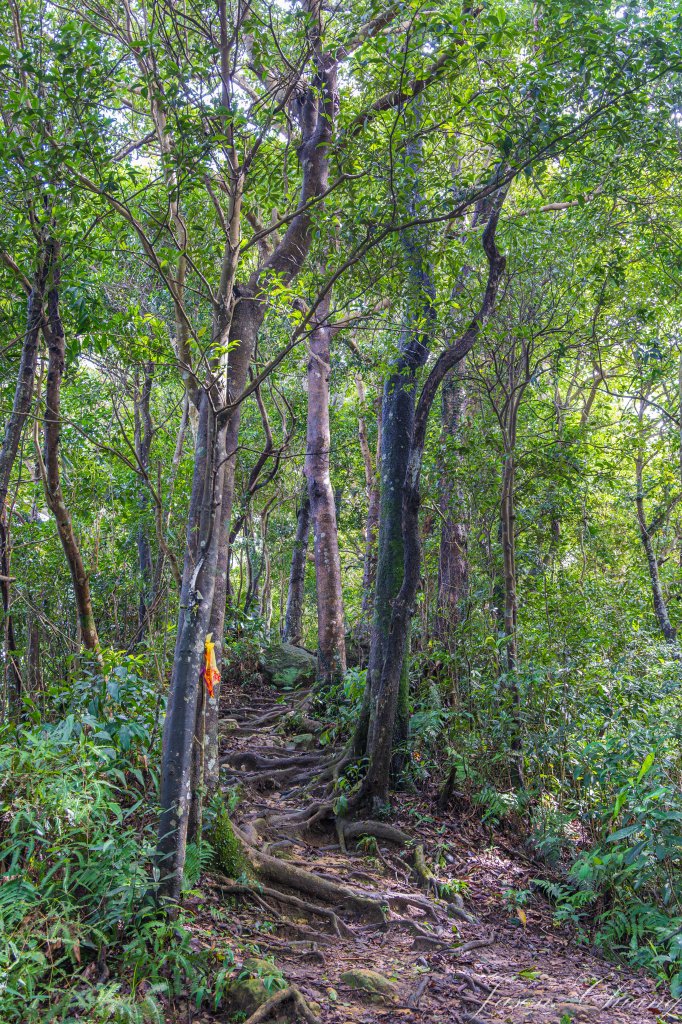 [新竹]石牛山_2615720