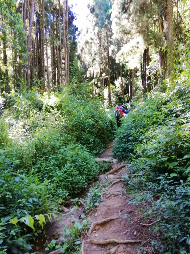 南投鹿谷~盛夏好避暑。 小百岳金柑樹山_1079643