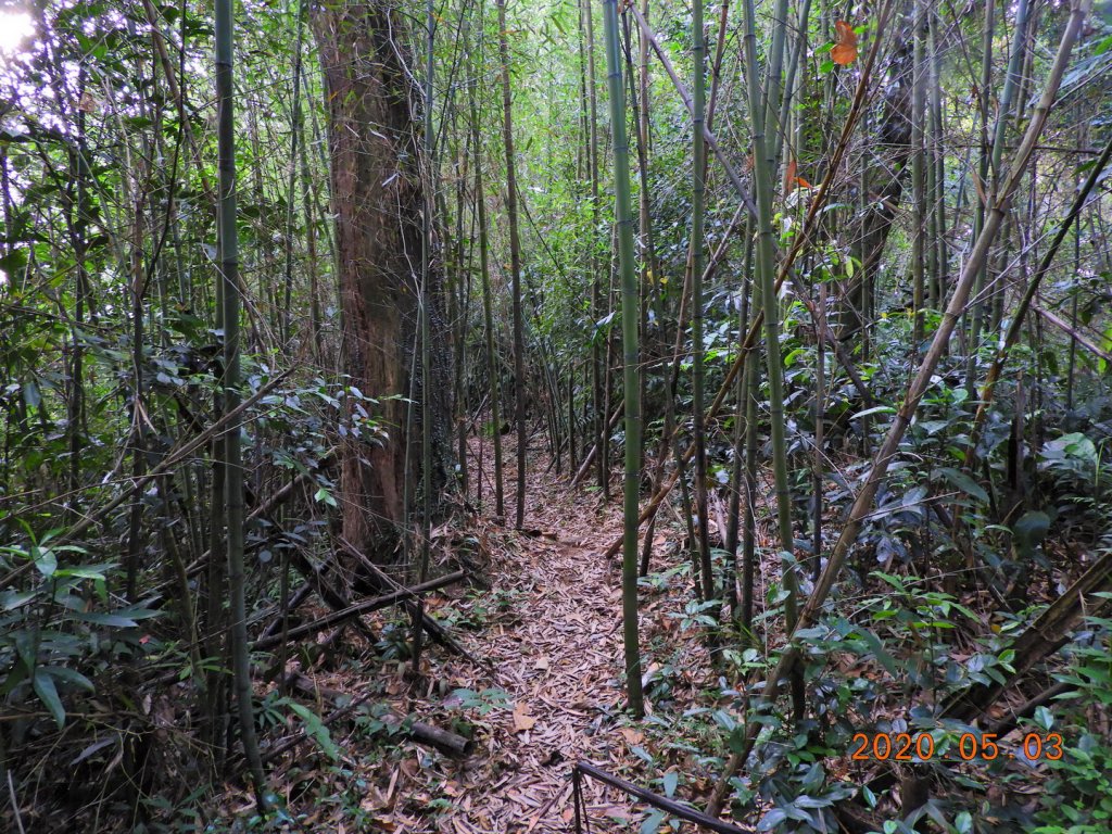 桃園 復興 枕頭山_948030