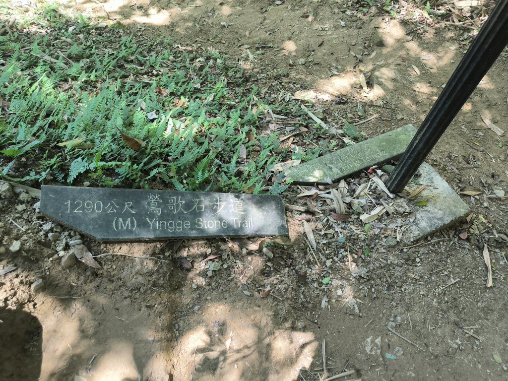 20250815微笑山線大棟山系百年大榕樹段_2859915