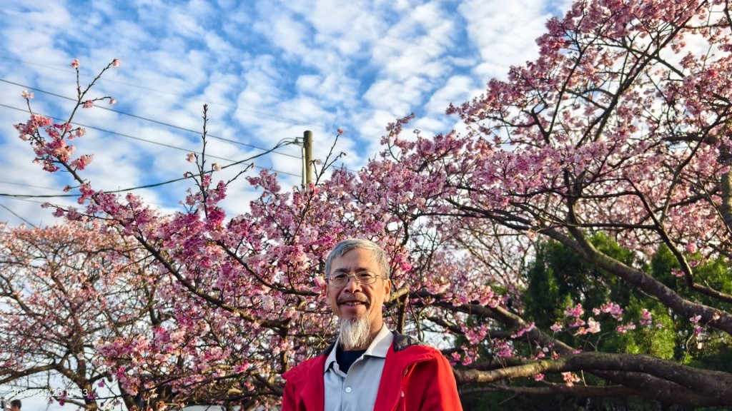 #平菁街 #鵝尾山梯田 #廣佑聖王廟 #寒櫻巷 #夕陽 1/24&25_2987693