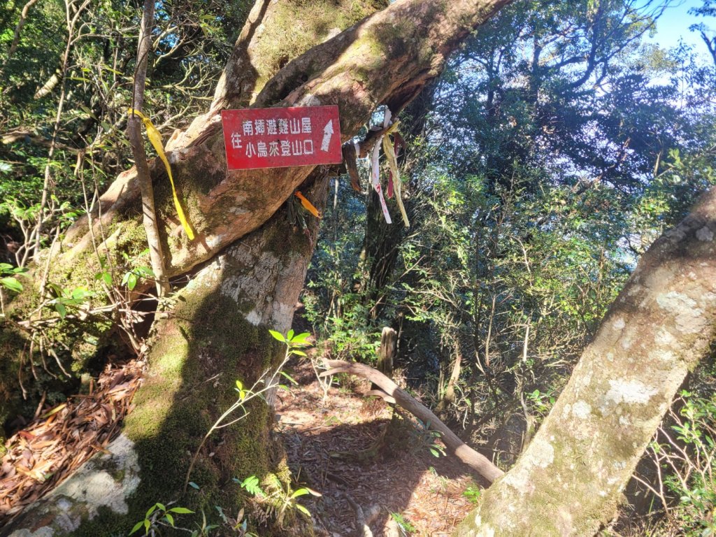 20231118 南插天山 魯培山 山毛櫸秘境_2355637