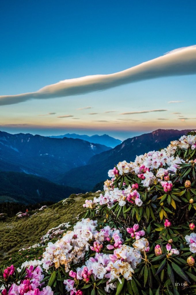 合歡山賞花_574691