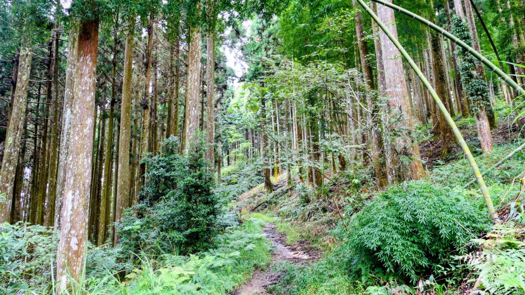 魔幻森林_2882097