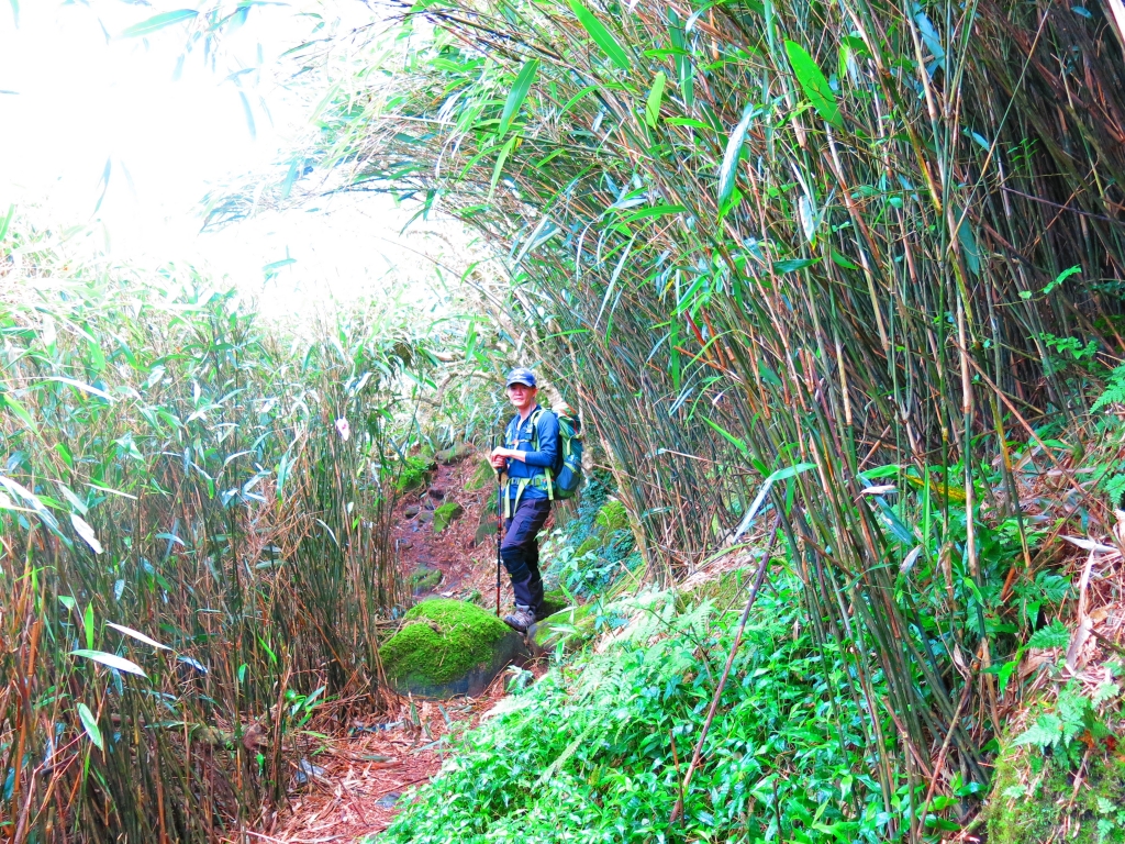 在郊山遇見百岳箭竹草原稜線~小觀音山群峰_81670