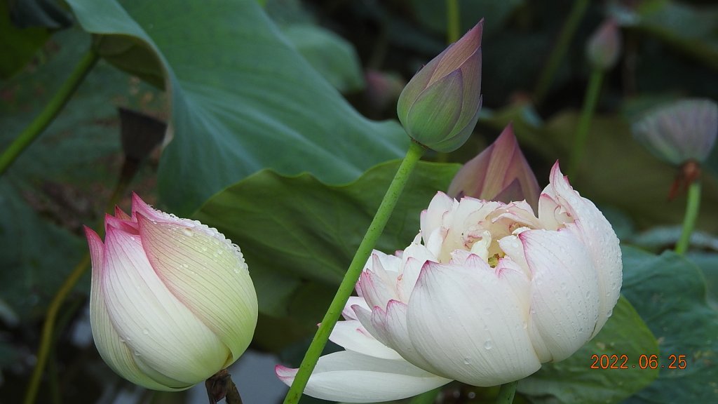 雲山水花鳥蝶-天龍國阿伯的日常6/25&26_1744268