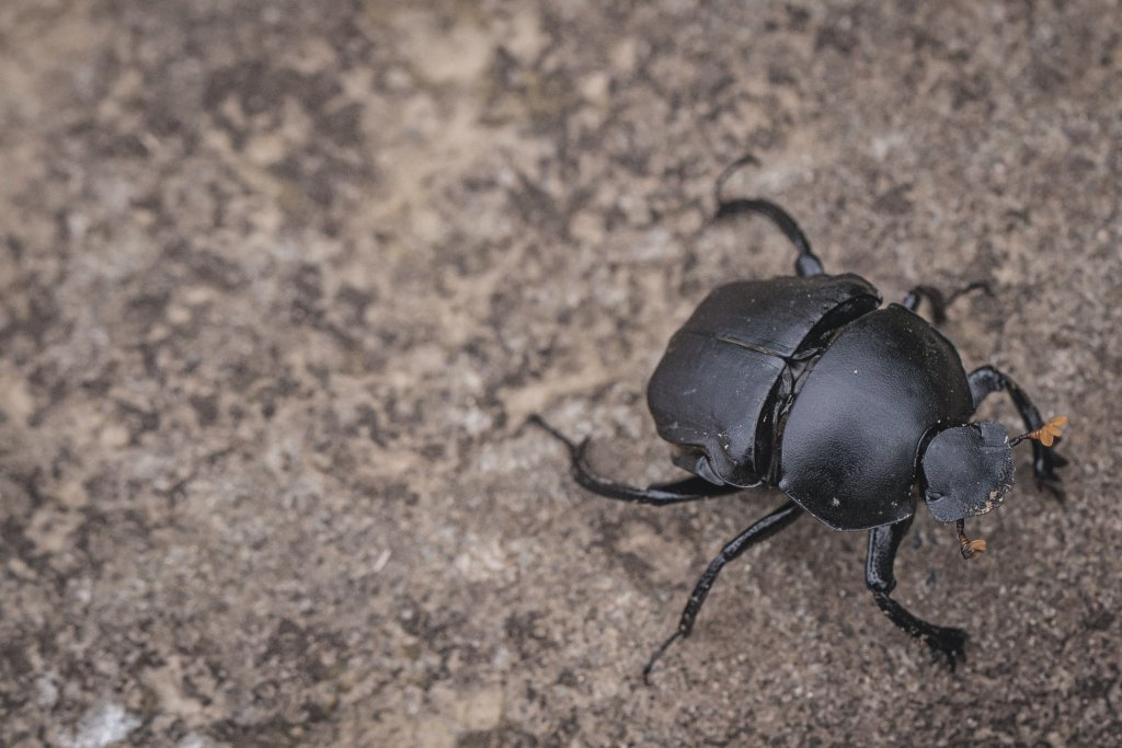 仙氣飄飄-無耳茶壺山_1752196