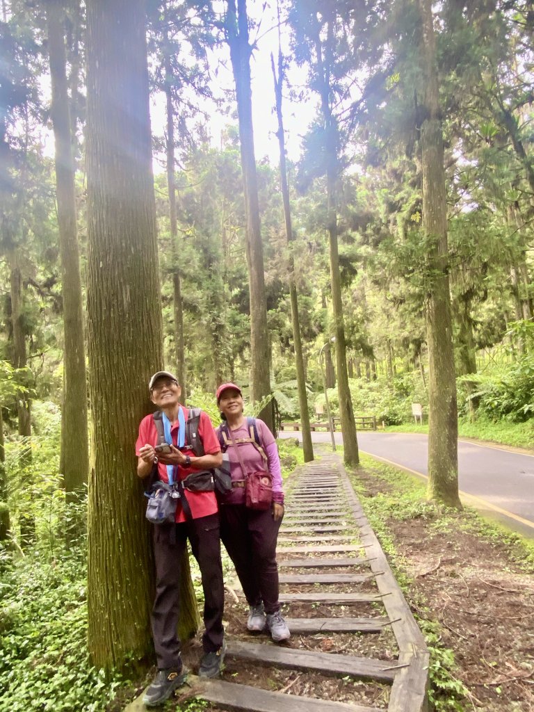 溪頭散步悠遊    2024.5.20_2517679