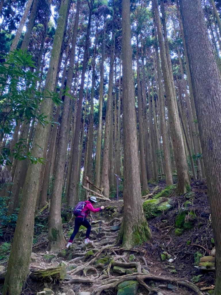 加里山O繞 迷霧·森林·鐵道·雲海絢麗登場_2380668