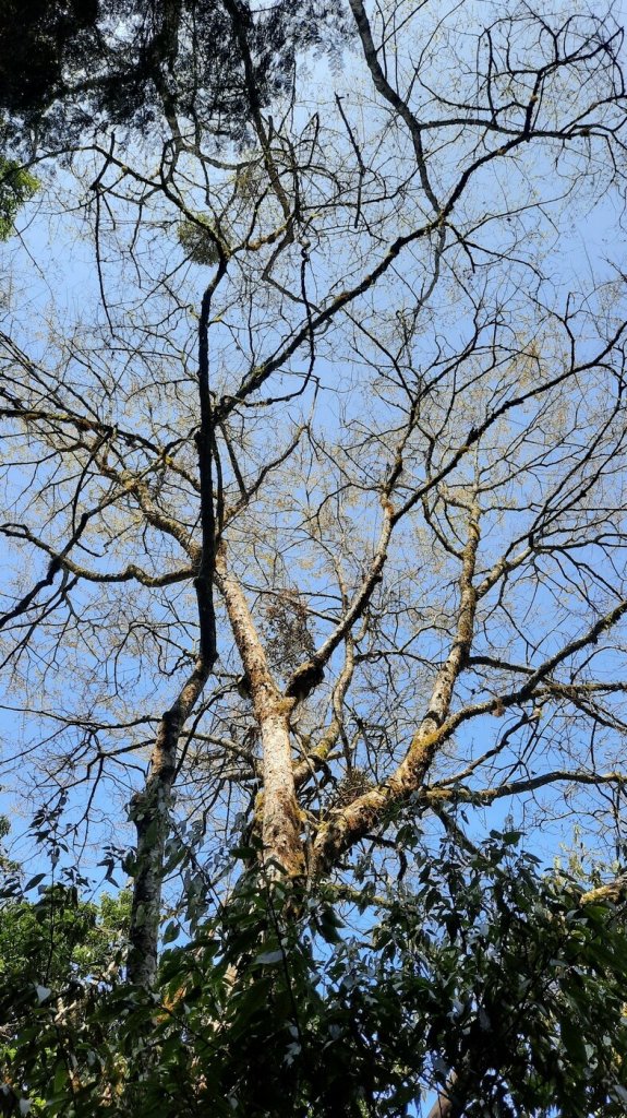 《台中》大雪山210林道｜烏石坑山朦朧迷霧森林20210314_1305886